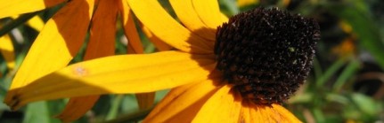 jaune